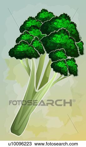 Drawing - Close-up of broccoli. Fotosearch