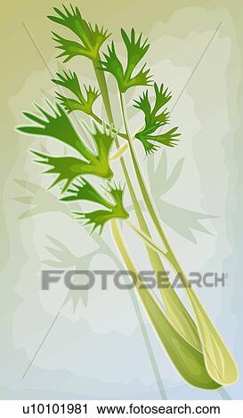 Clip Art - Close-up of celery. Fotosearch