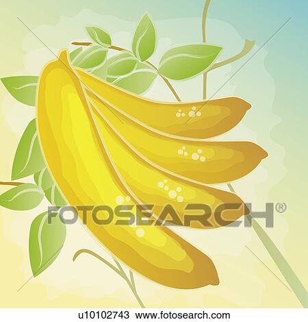 Drawing - Close-up of four bananas. Fotosearch