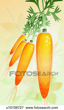 Stock Illustration - Close-up of four carrots. Fotosearch