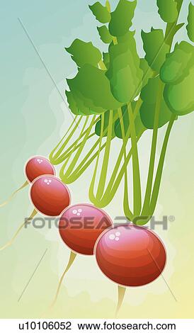 Close-up of four turnips View Large Illustration Drawing - Close-up of four turnips. Fotosearch
