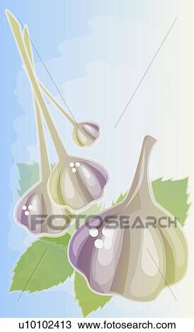 Drawing - Close-up of garlic pods. Fotosearch