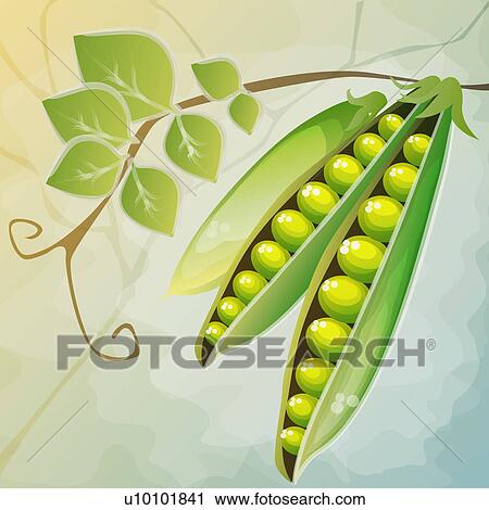 Clip Art - Close-up of green peas in a pod. Fotosearch