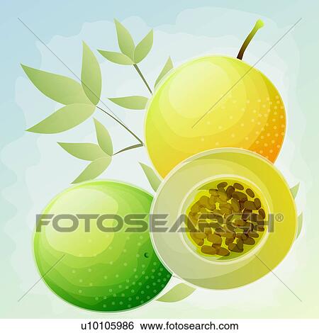 Stock Illustration - Close-up of guavas. Fotosearch