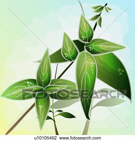 Drawing - Close-up of leaves. Fotosearch