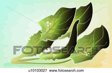 Stock Illustration - Close-up of leaves. Fotosearch