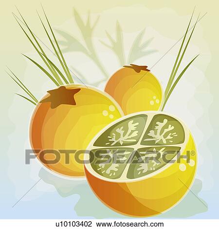 Close-up of lemons View Large Illustration Drawing - Close-up of lemons. Fotosearch