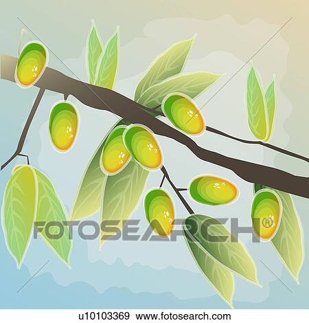 Close-up of mangoes on the branch of a tree View Large Illustration Stock Illustration - Close-up of mangoes on the branch of a tree. Fotosearch