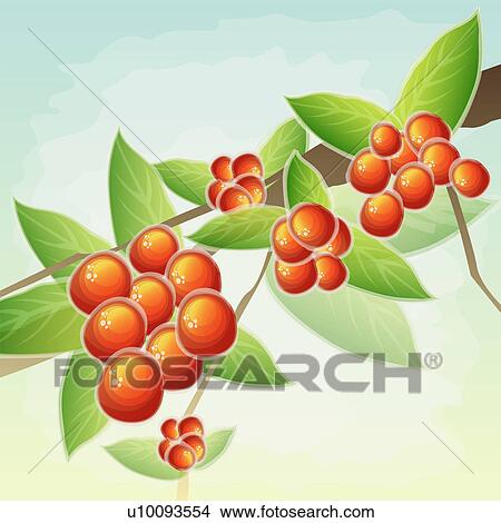 Stock Illustration - Close-up of red grapes. Fotosearch