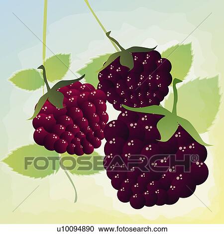 Close-up of three bunches of blackberries View Large Illustration Clipart - Close-up of three bunches of blackberries. Fotosearch