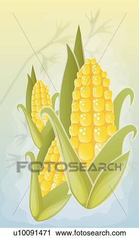 Close-up of three corn cobs View Large Illustration Clip Art - Close-up of three corn cobs. Fotosearch