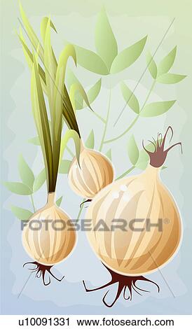 Close-up of three turnips View Large Illustration Clip Art - Close-up of three turnips. Fotosearch