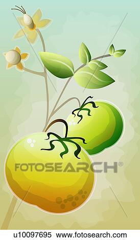 Stock Illustration - Close-up of tomatoes. Fotosearch