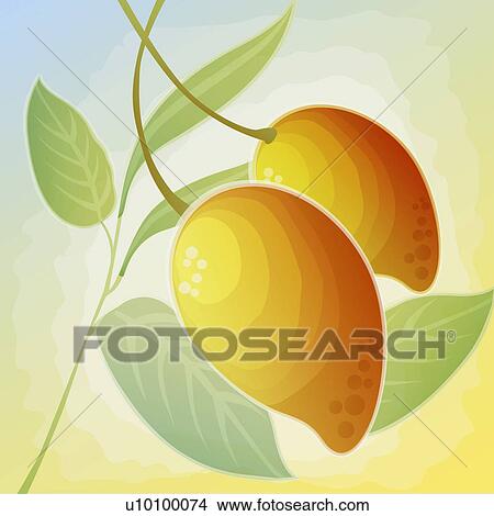 Stock Illustration - Close-up of two mangoes. Fotosearch