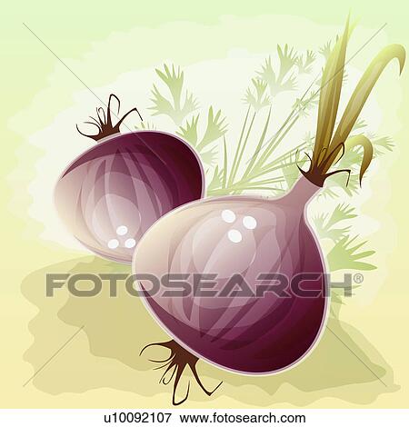 Stock Illustration - Close-up of two turnips. Fotosearch