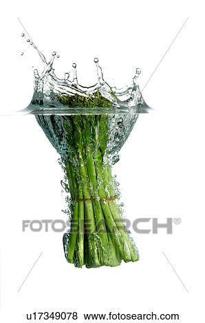 Bunch of asparagus dropping into water, splashing water upwards View Large Photo Image Stock Photo - Bunch of asparagus dropping into water, splashing water upwards. Fotosearch