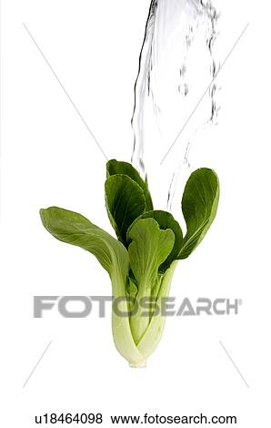 Stock Photo - Fresh Bok Choy in front of a falling stream of water. Fotosearch