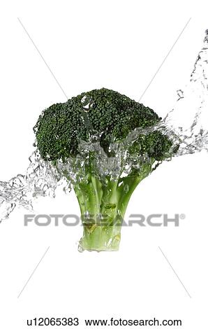 Stock Image - Fresh stalk of broccoli, splashed with water. Fotosearch