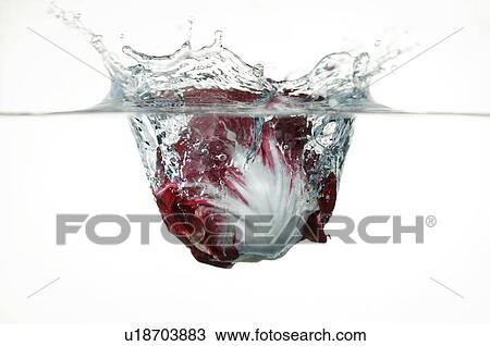 Red cabbage falling into water View Large Photo Image Stock Image - Red cabbage falling into water. Fotosearch