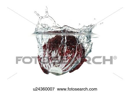 Red cabbage falling into water, splashing water upwards View Large Photo Image Stock Photo - Red cabbage falling into water, splashing water upwards. Fotosearch