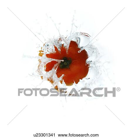 Stock Image - Red tomato falling into water, splashing water upwards. Fotosearch