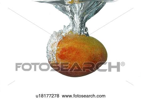 Stock Photo - Ripe mango falling into water. Fotosearch