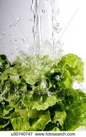 Stock Photo - Water falling onto fresh green lettuce. Fotosearch