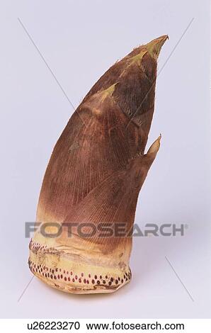 Stock Image - Bamboo Shoot. Fotosearch