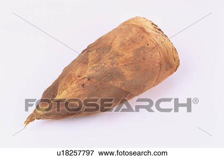 Bamboo Shoot View Large Photo Image Stock Photo - Bamboo Shoot. Fotosearch