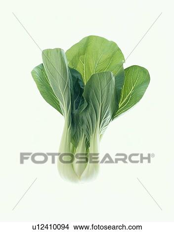 Picture - Bok Choy. Fotosearch