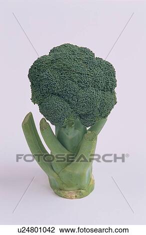 Stock Image - Broccoli. Fotosearch
