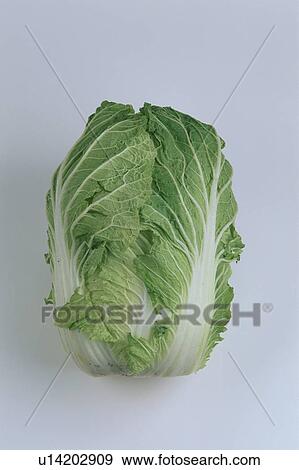 Chinese Cabbage View Large Photo Image Stock Photo - Chinese Cabbage. Fotosearch