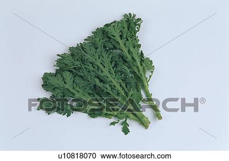 Stock Image - Chrysanthemum Coronarium. Fotosearch