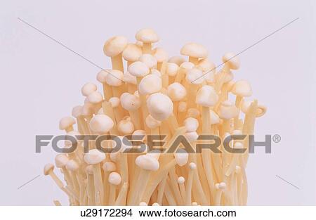 Cluster Of Mushrooms View Large Photo Image Picture - Cluster Of Mushrooms. Fotosearch