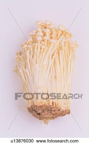 Cluster Of Mushrooms View Large Photo Image Stock Image - Cluster Of Mushrooms. Fotosearch