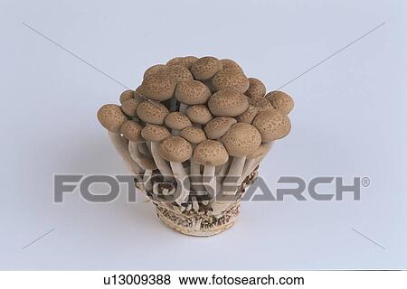 Cluster Of Mushrooms View Large Photo Image Stock Photo - Cluster Of Mushrooms. Fotosearch