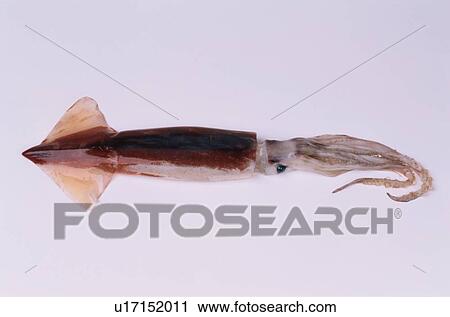 Stock Image - Cuttlefish. Fotosearch