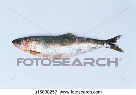 Stock Photo - Dead Herring. Fotosearch