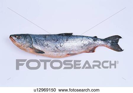 Stock Image - Dead Salmon. Fotosearch