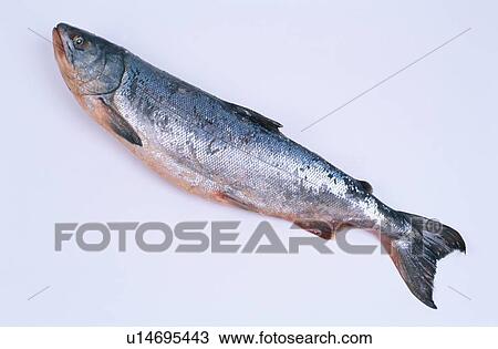 Stock Image - Dead Salmon. Fotosearch