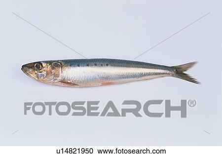 Stock Image - Dead Sardine. Fotosearch