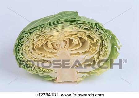 Half Of Cabbage View Large Photo Image Stock Image - Half Of Cabbage. Fotosearch