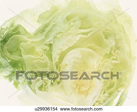Half Of Lettuce View Large Photo Image Picture - Half Of Lettuce. Fotosearch