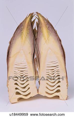 Halved Bamboo Shoot View Large Photo Image Stock Photo - Halved Bamboo Shoot. Fotosearch