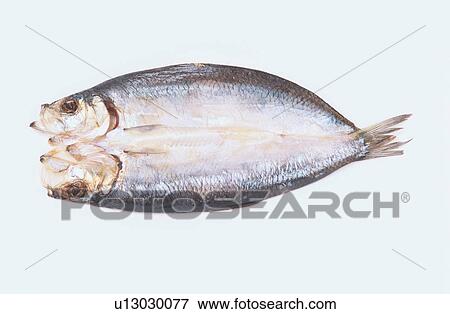 Stock Photo - Halved Herring. Fotosearch