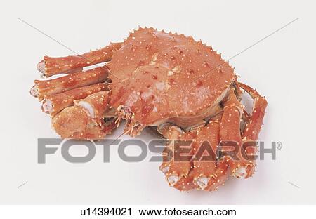 King Crab View Large Photo Image Stock Image - King Crab. Fotosearch
