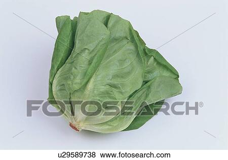 Lettuce View Large Photo Image Stock Photo - Lettuce. Fotosearch