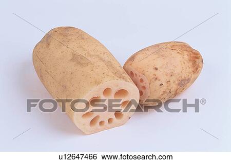 Stock Photograph - Lotus Roots. Fotosearch