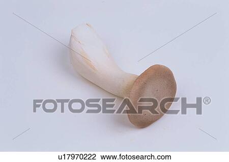 Stock Image - Mushroom. Fotosearch