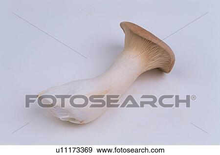 Stock Photo - Mushroom. Fotosearch